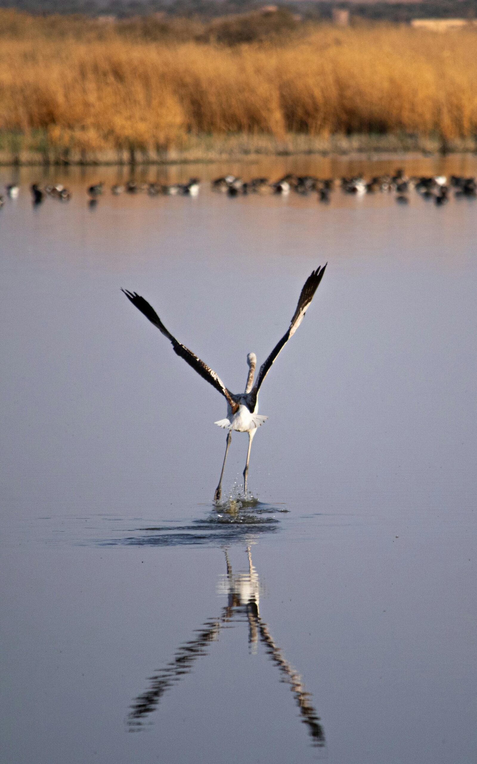 Oiseau qui déploie ses ailes pour s'envoler, comme une stratégie de contenu permet aux entreprises de s'envoler vers le succès